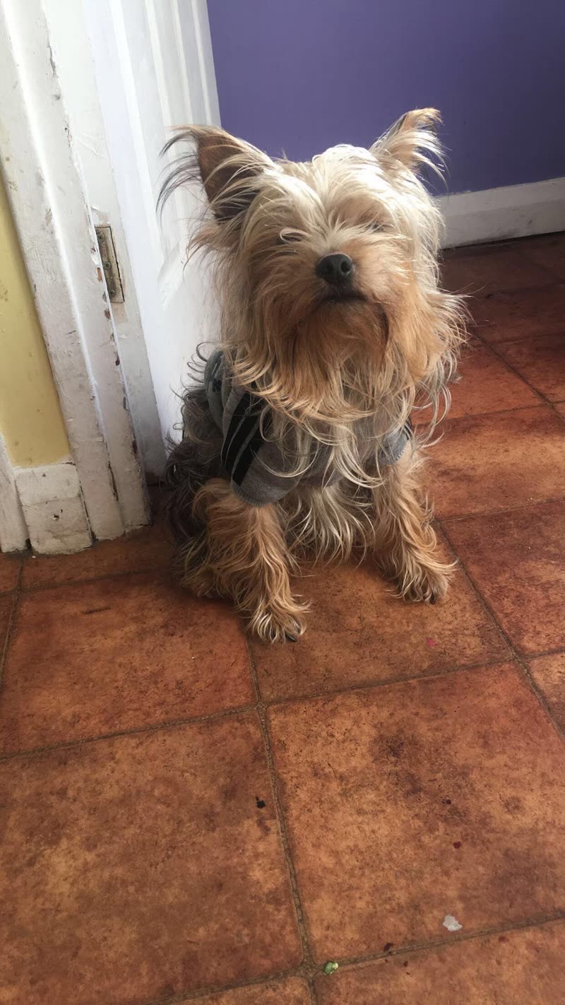 A Yorkshire terrier sitting on terracotta tiles by a doorway with a purple wall behind