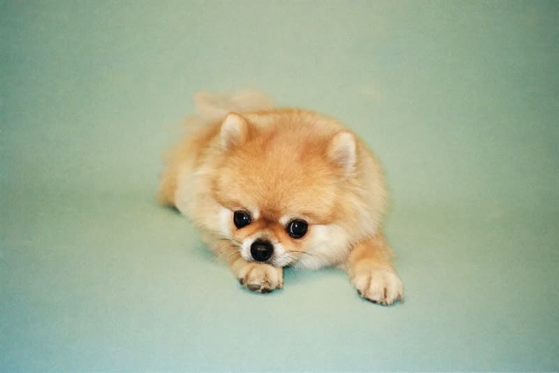 A fluffy small dog resting against a plain pastel background