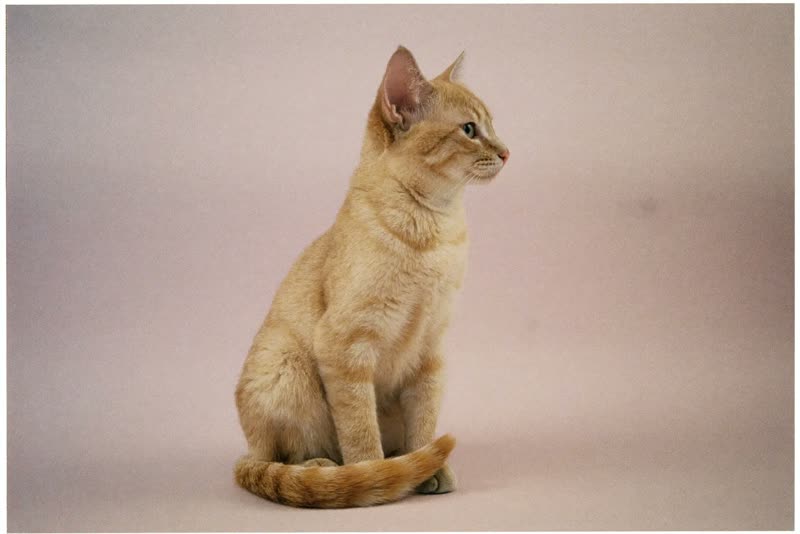 A short-haired cat sitting in profile against a plain pastel background