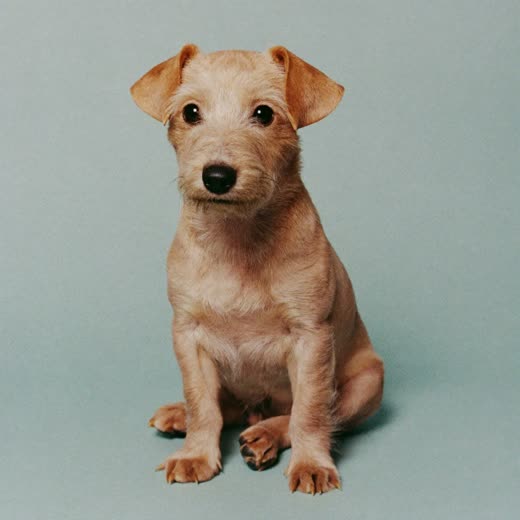 A small freshly groomed terrier sitting against a plain pastel background